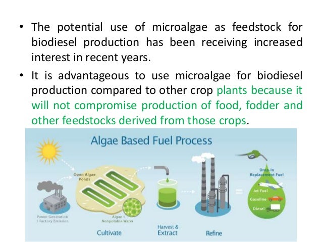 Algae Biotechnology: Products and Processes